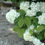 Thumbnail: Newport Dwarf Doublefile Viburnum