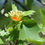 Thumbnail: Tulip Tree