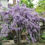 Thumbnail: Blue Moon Wisteria