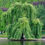Thumbnail: Curly Willow Tree