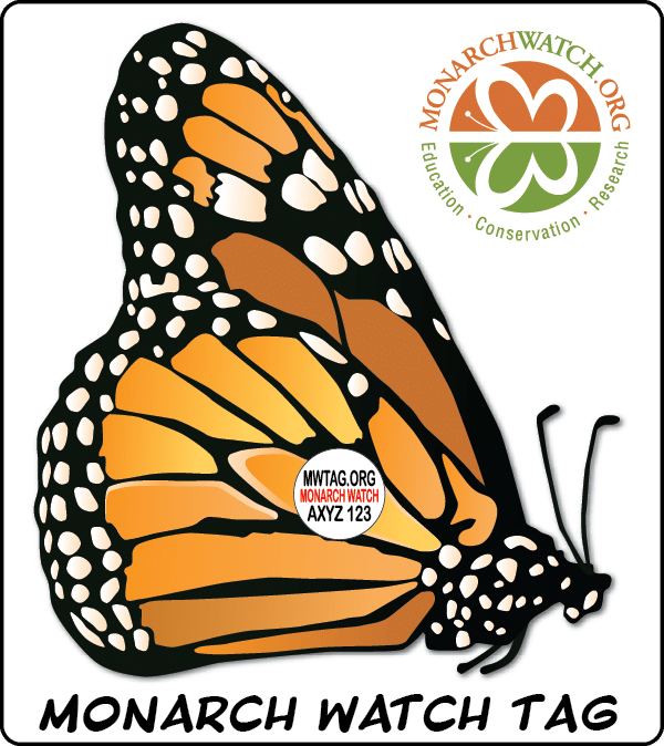 Monarch Tagging on the Prairie