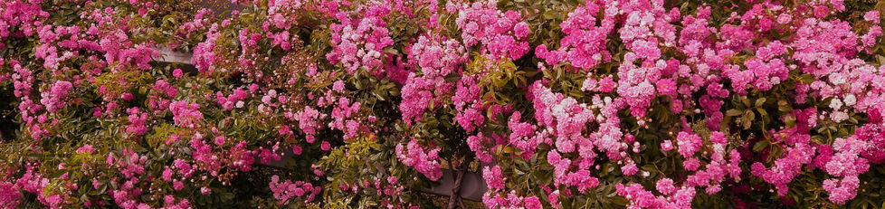 The Morning Flowers (2)