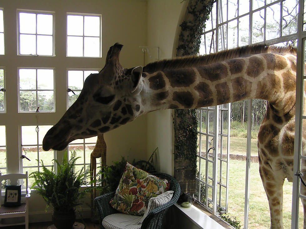 Africa_Africa-Giraffe.jpg