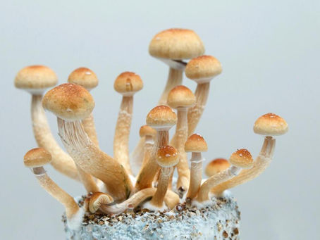 Psilocybin Assisted Therapy Breakthroughs for Anxiety Depression and PTSD