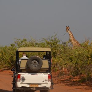 Wildlife