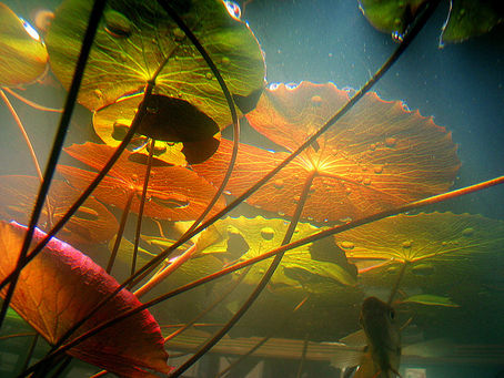 (ดูดวงจีน ซินแสลั๋ว) การฉุดบัวดอกงาม ให้มันโผล่พ้นน้ำนี่หละ เรียกว่า ฝืนฟ้าฝืนดิน ฉุดยากทำยาก