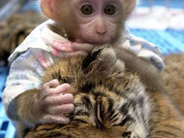 เข้าใจธาตุแท้ อย่าเห็นแก่ ชง