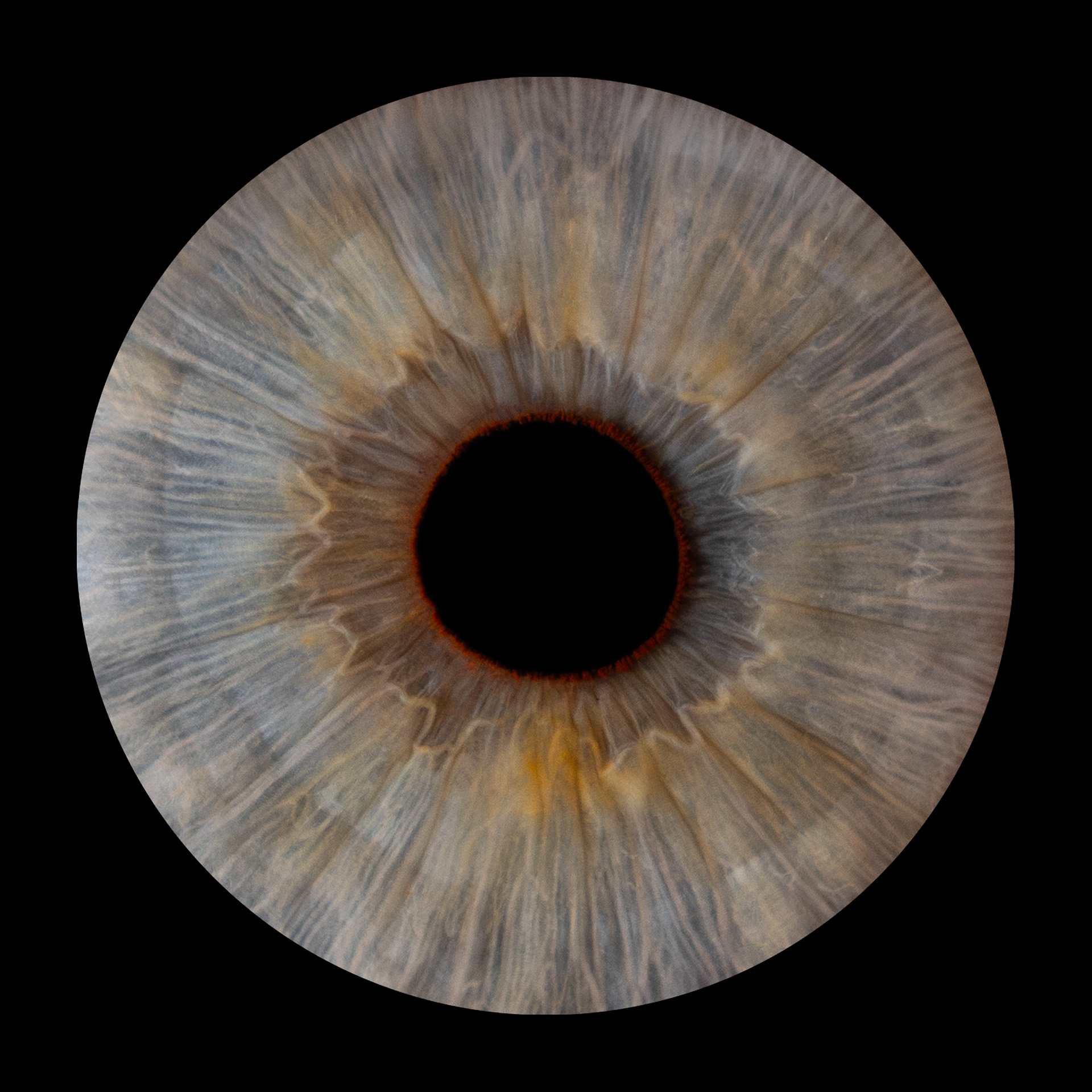Irisfoto-6.jpg