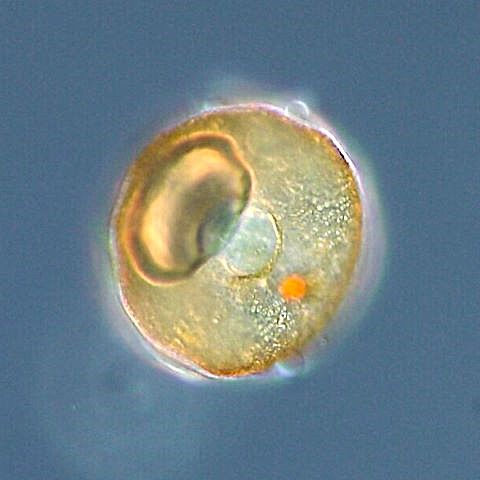 Acella sp.