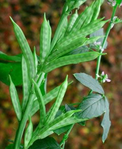 Guar Bean Plant (Cyamopsis tetragonoloba)