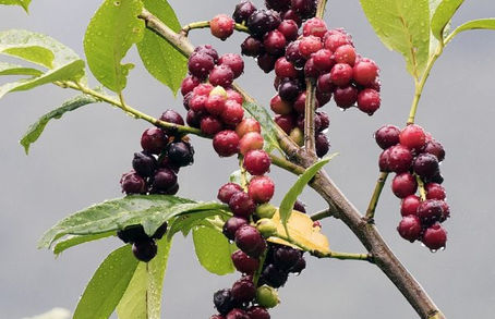 Is Cherry Laurel Poisonous? 