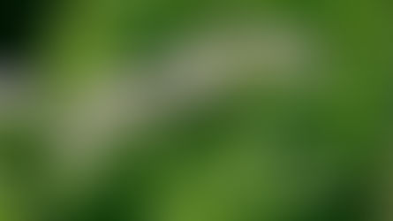 Valerian: Natural Health & Essential Oils