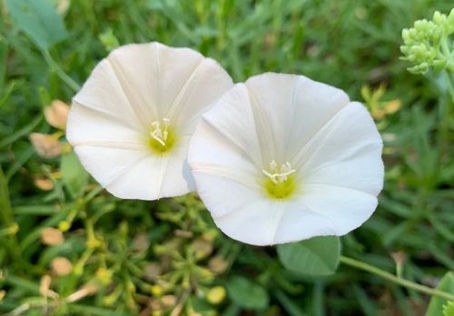 Scammony: Ancient Health & Medicine