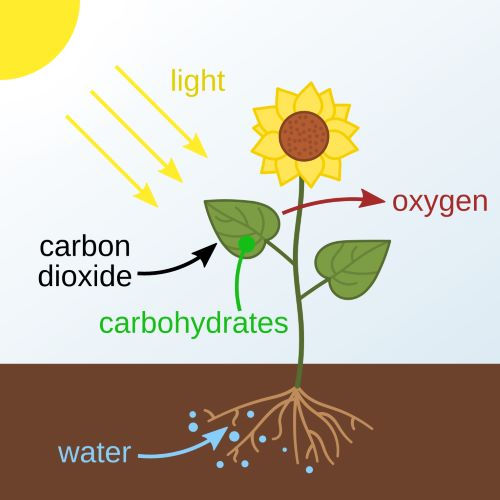 sunflower demonstrates photosynthesis