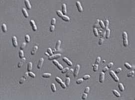 acetic acid bacteria love the ethanol yeasts produce