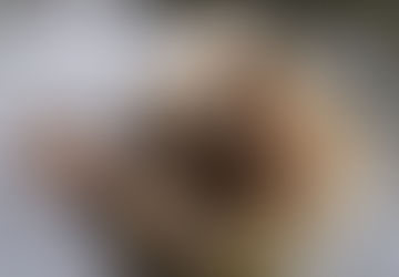 Syrian Brown Bear - Bronze Age Wild