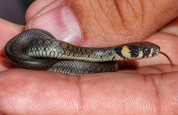 Juvenile European grass snake (Natrix natrix) checks out its environment