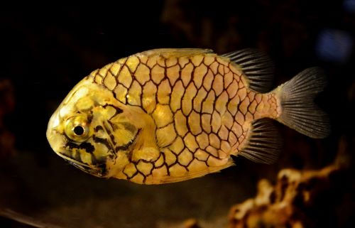 pineapple fish (aka pinecone fish)