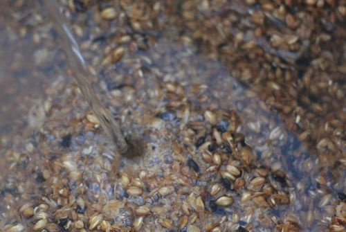 mashing