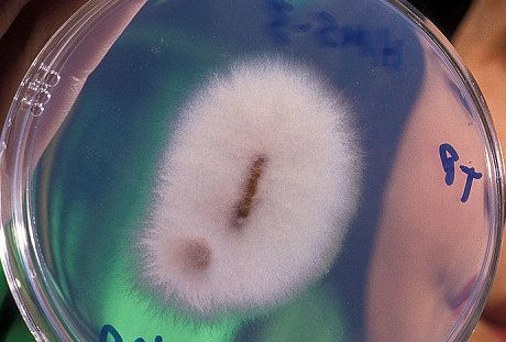 mold