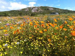 West Coast Flowers