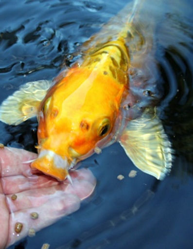 Feeding-Koi.jpg