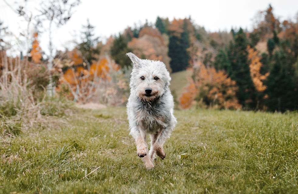 Hunde