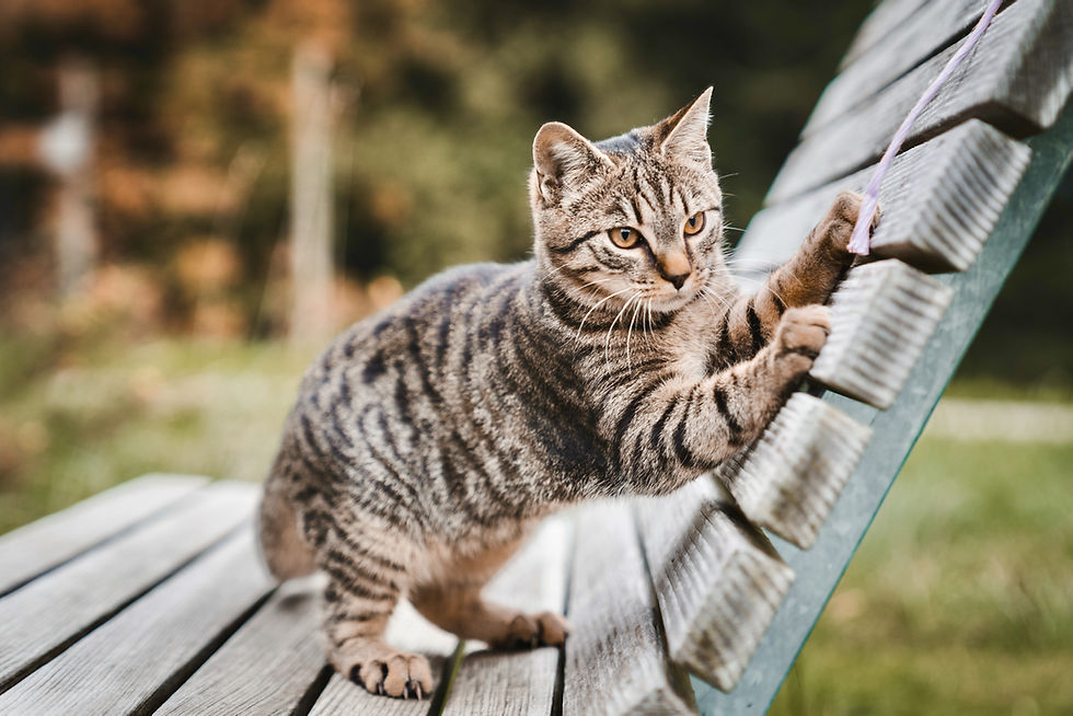 Katzen