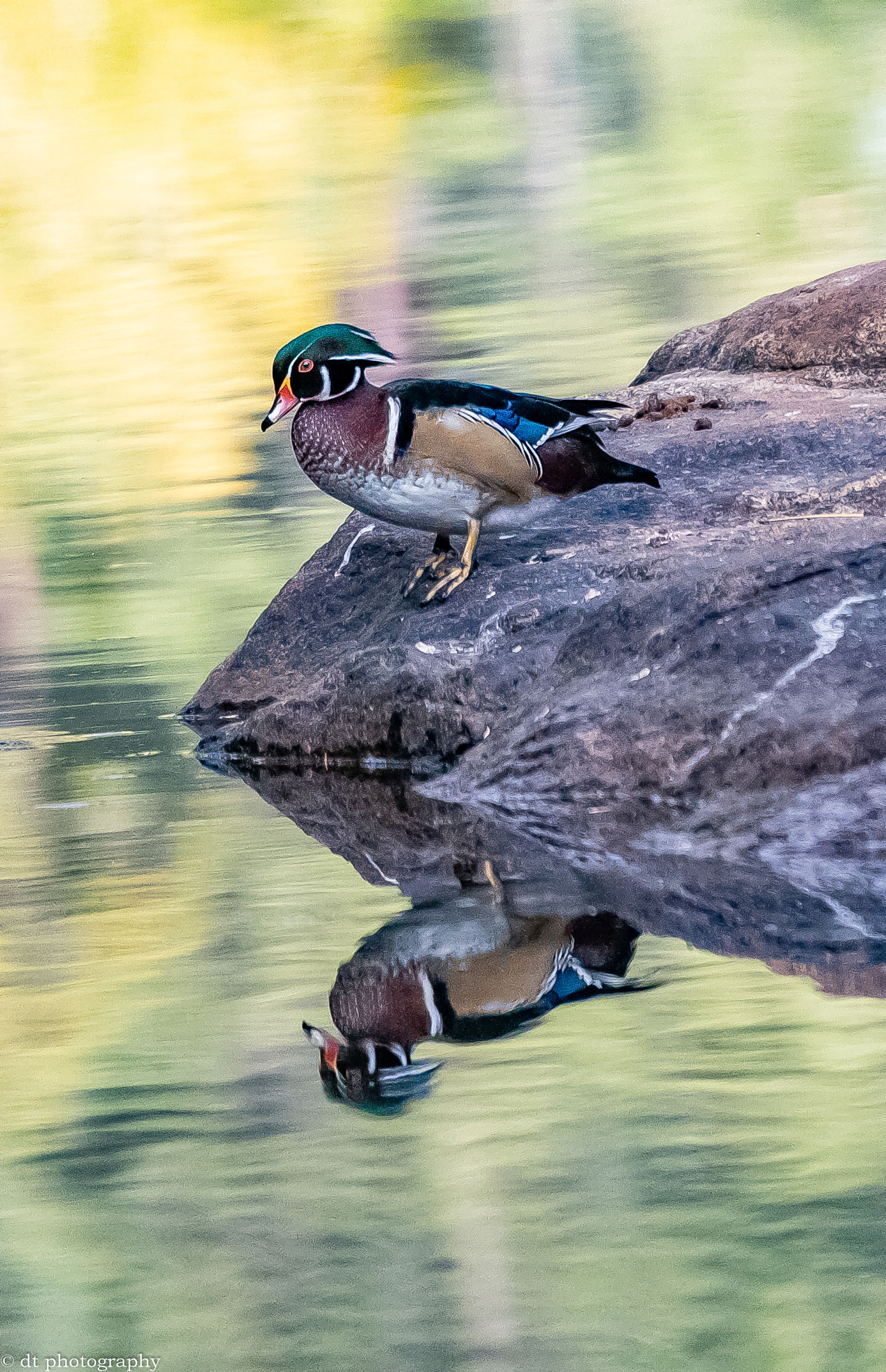 8x10 Wood Duck