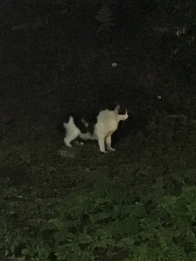 学園の小さな住人