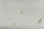 birds flying in the sky