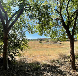 Foreground has two trees with a grassy meadow in the background. 