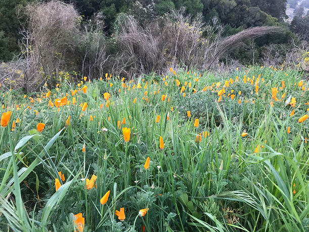 Gold poppies in a field