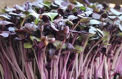 Radish Rambo (2).jpg