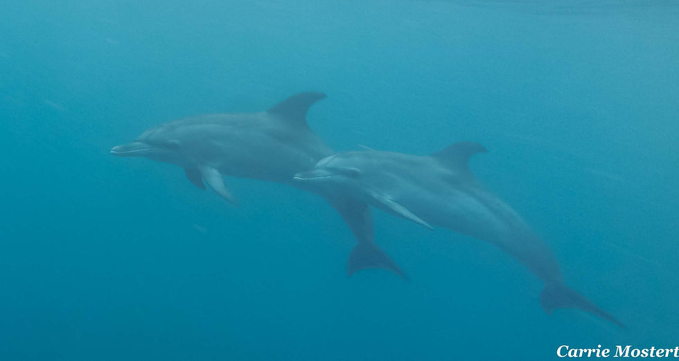 Atlantic Spotted Dolphins