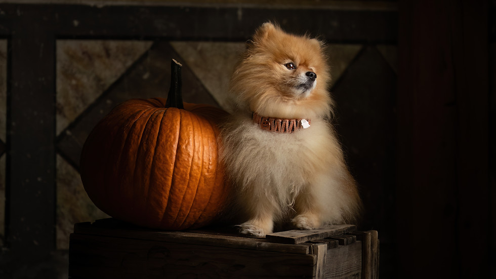 _DSC8281fertig druck.jpg