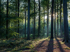forest.jpg