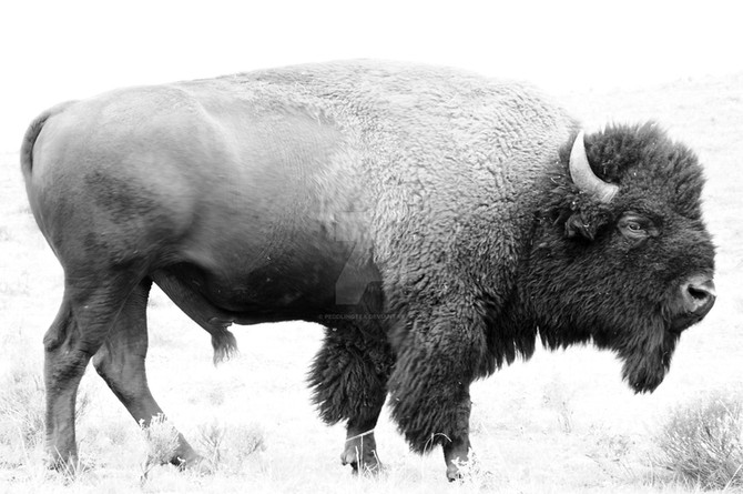 Buffalo Welding Newsletter