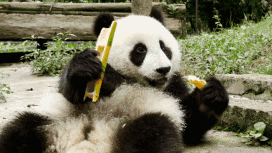Panda géant