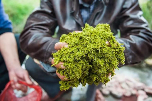 Aliments incomplètement digéré