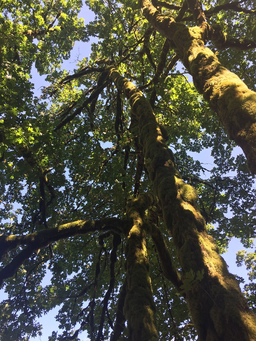 Multnomah Falls Hike