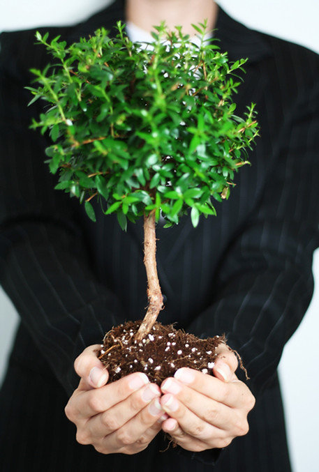 Person holding a small tree