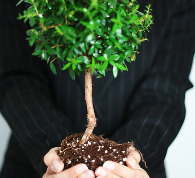 Tree in Hands