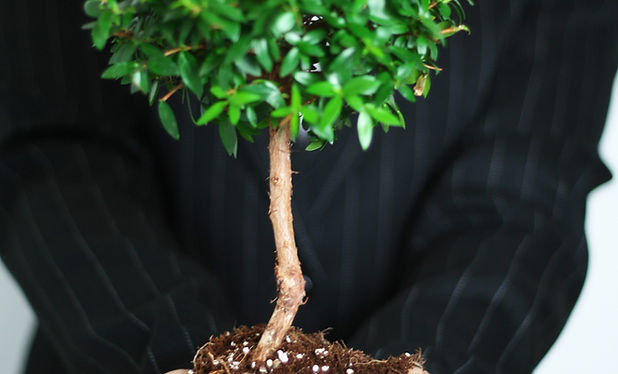 Business Growth