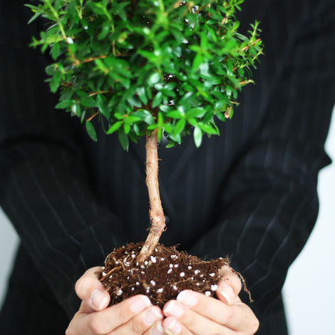 Mains tenant un jeune plant, symbole de croissance
