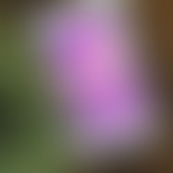 Book Review: My Lady Jane