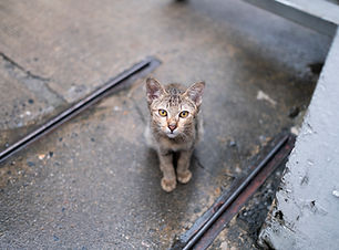 cat-looking-you.jpg