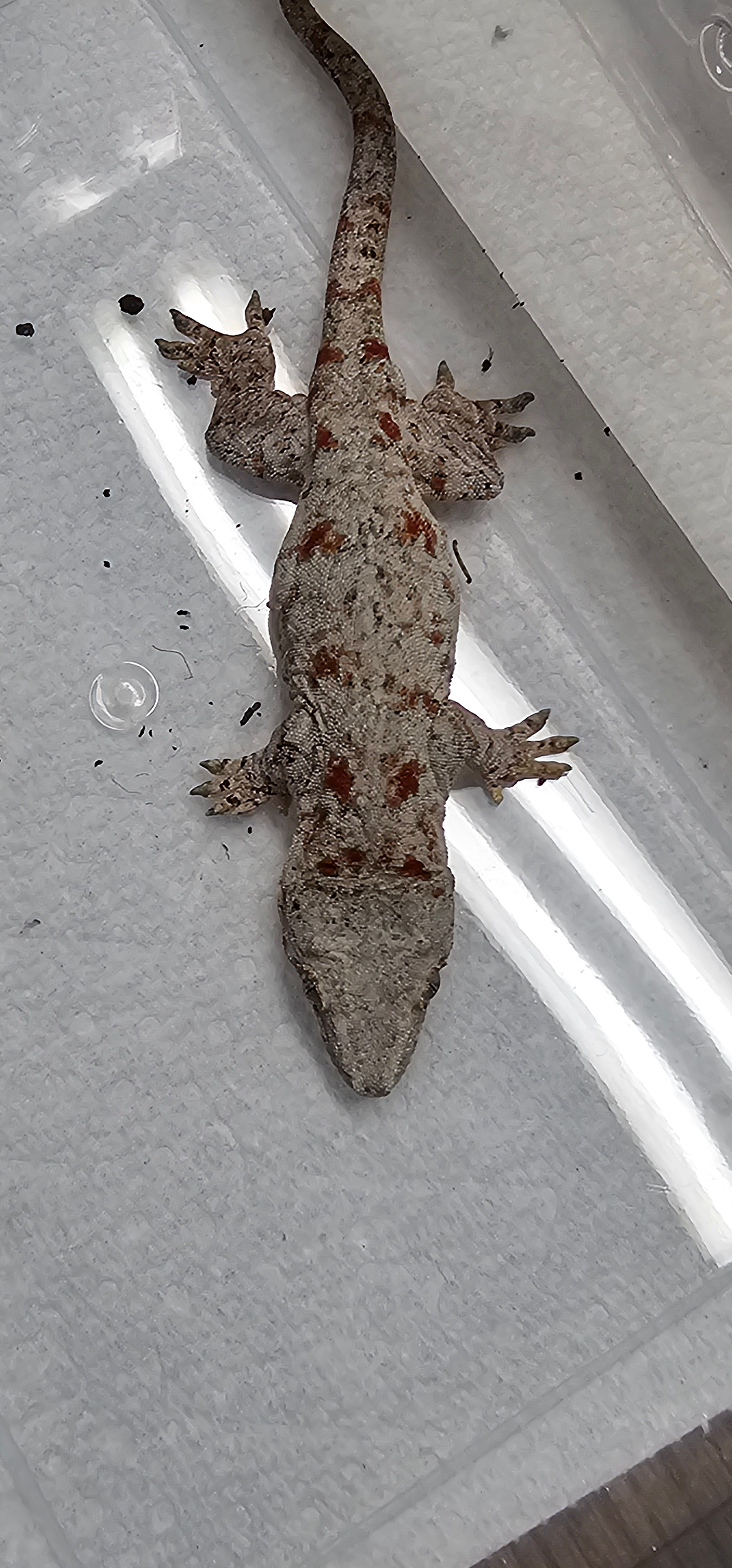 Gargoyle Red Blotch Hatch 8/2024