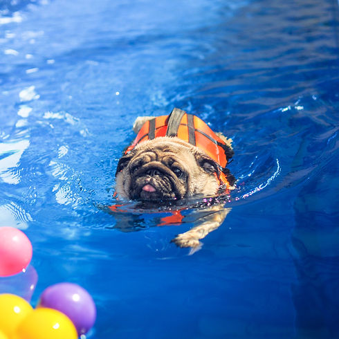 DogSpace137_edited.jpg