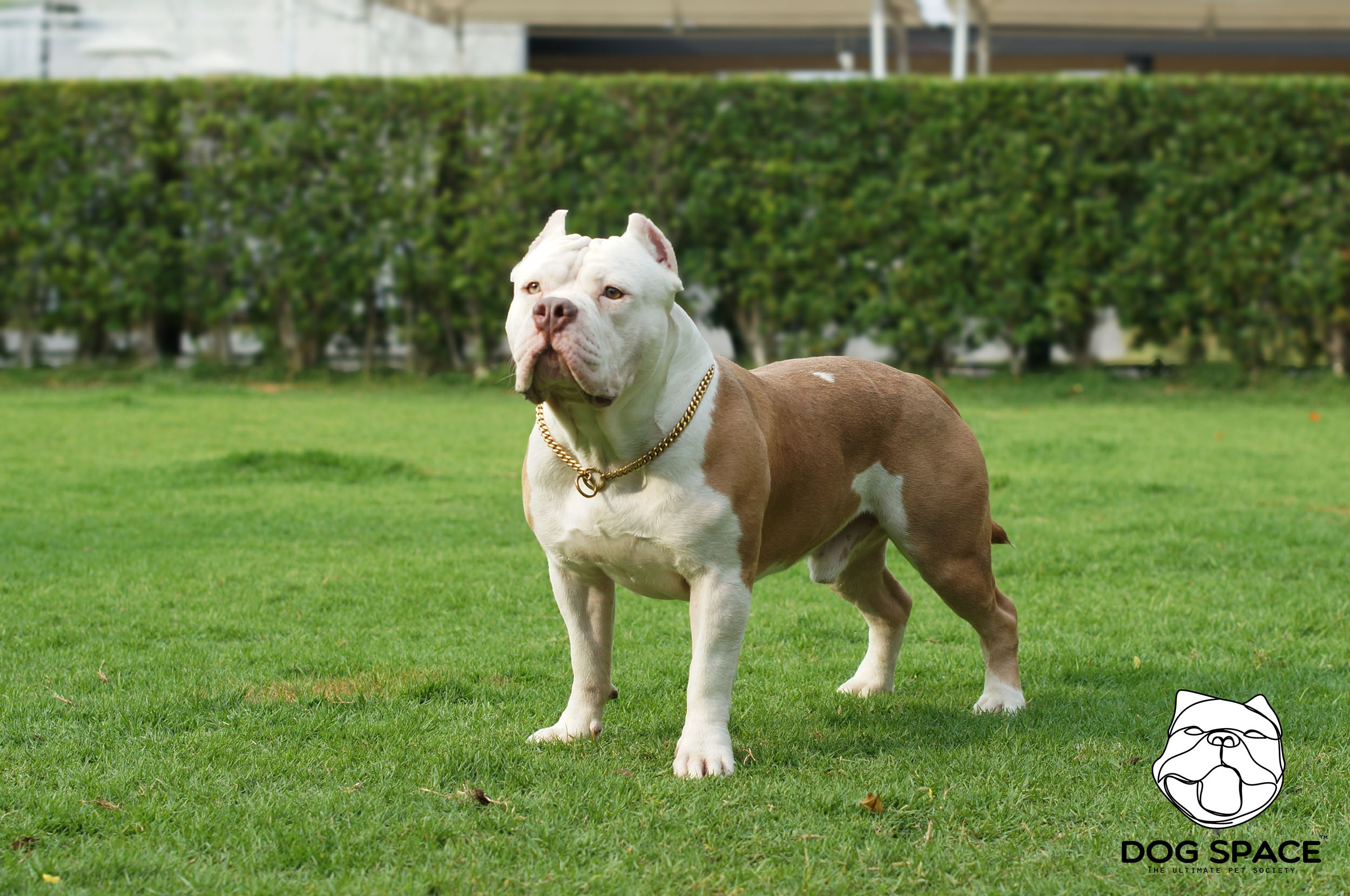 bully dog kennels